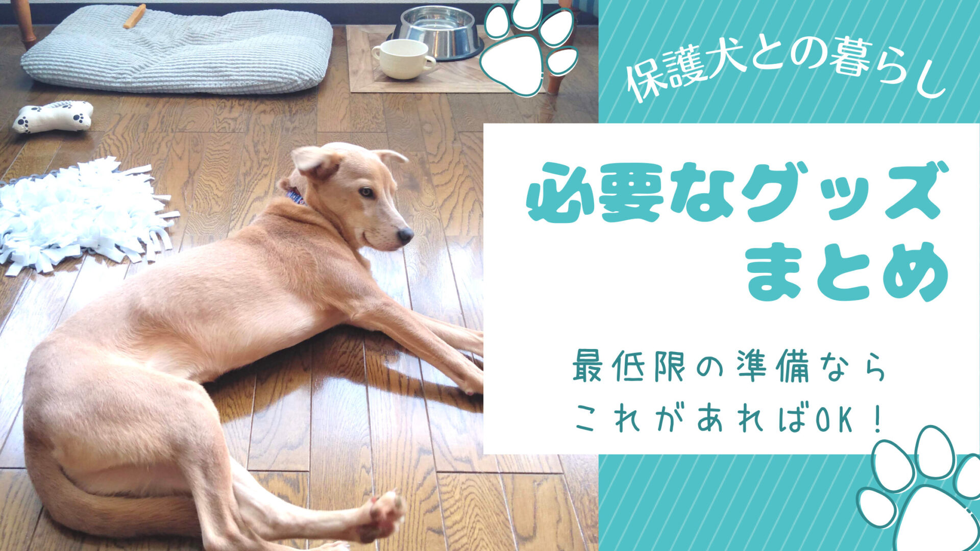保護犬との暮らし】必要なグッズ総まとめ！（最低限これがあればOK 
